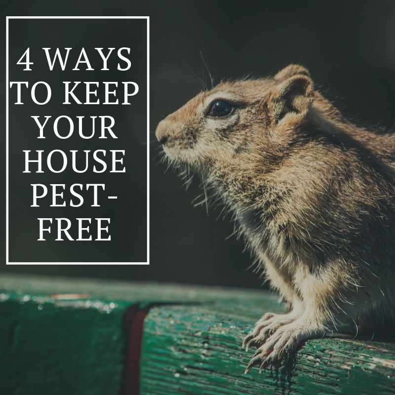 4 Ways to Keep Your House Pest-Free