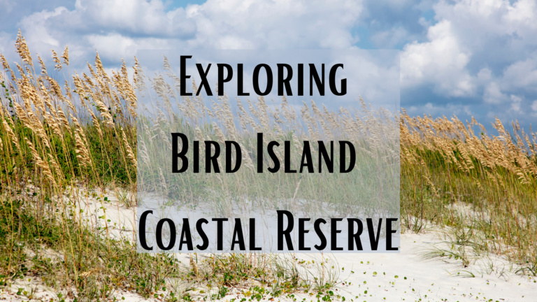 Exploring Bird Island Coastal Reserve