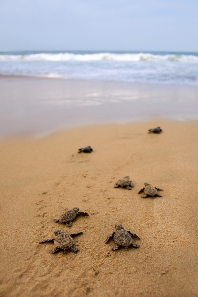 Exploring Bird Island Coastal Reserve