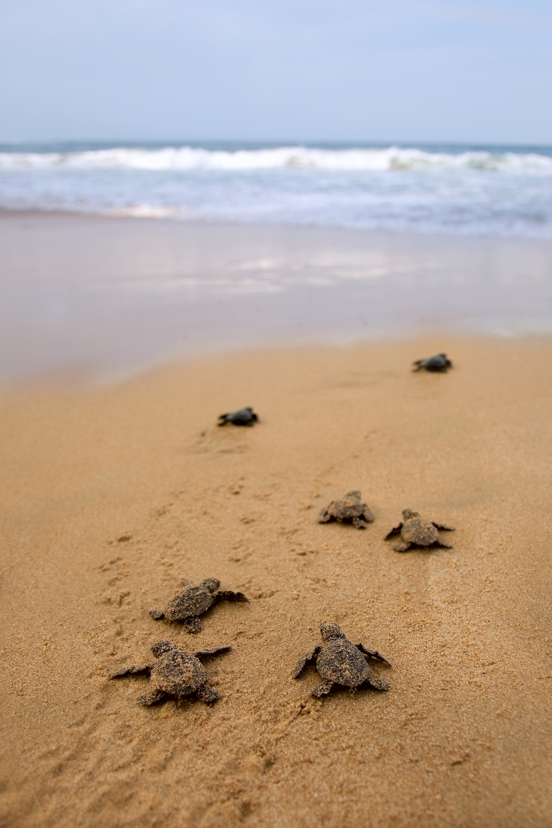 Bird Island Coastal Reserve turtles