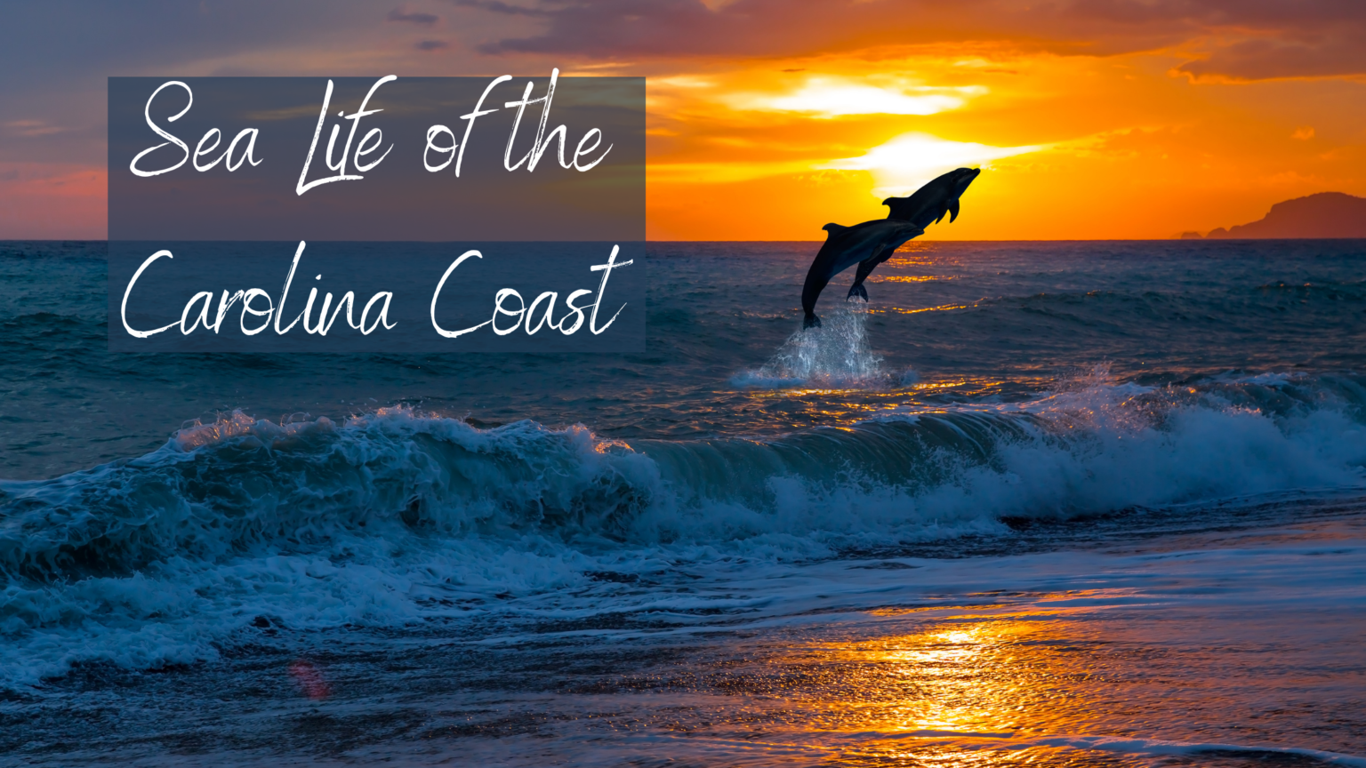 Sea Life of the Carolina Coast