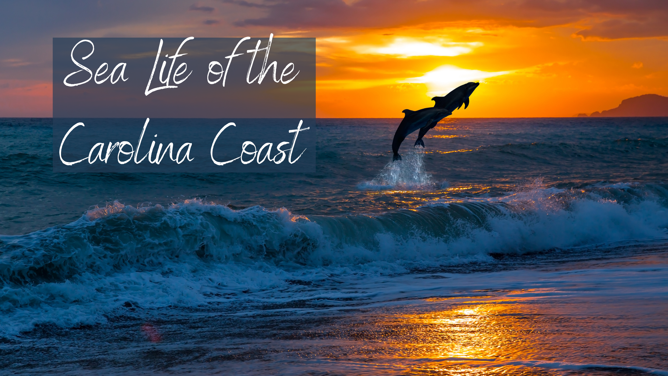 Sea Life of the Carolina Coast 