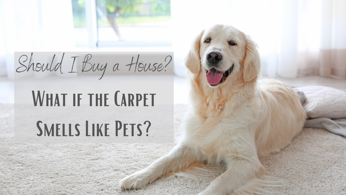 Should I Buy a House If the Carpet Smells Like Pets?
