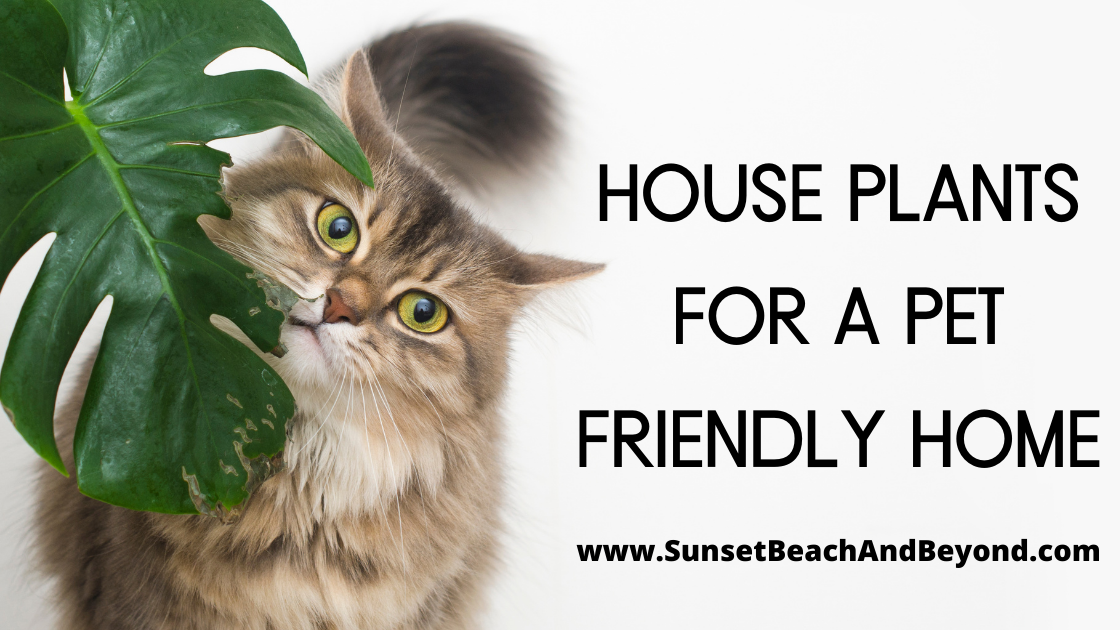 House Plants for a Pet Friendly Home