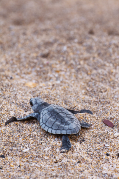 Fall in Love with Sunset Beach, North Carolina