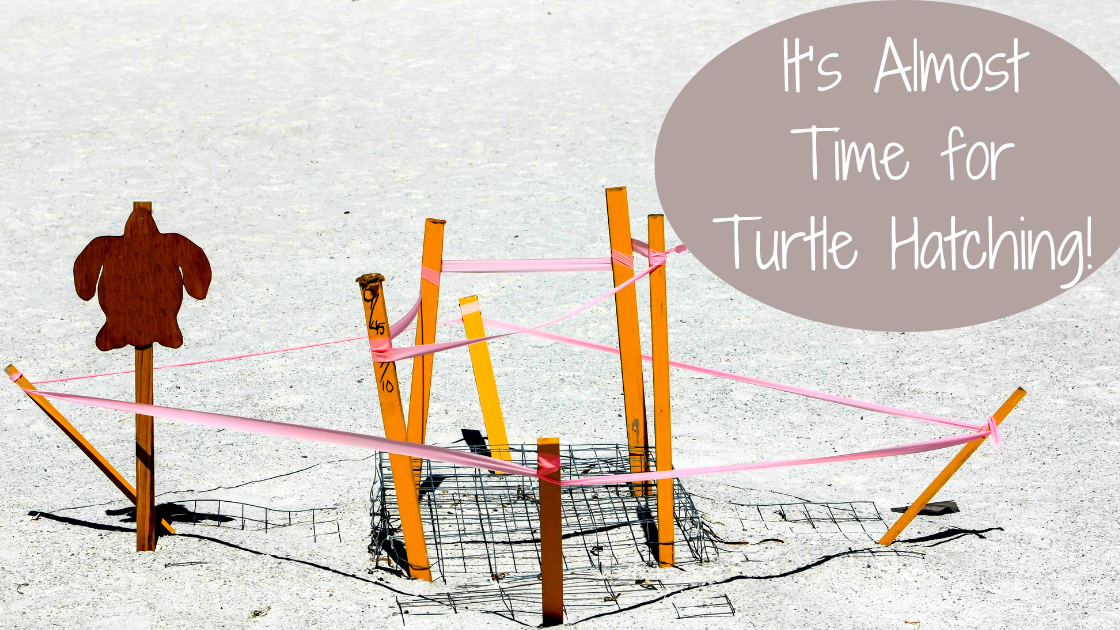 It’s Almost Time for Turtle Hatching! 
