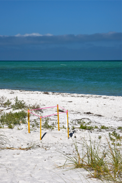 It’s Almost Time for Turtle Hatching! 